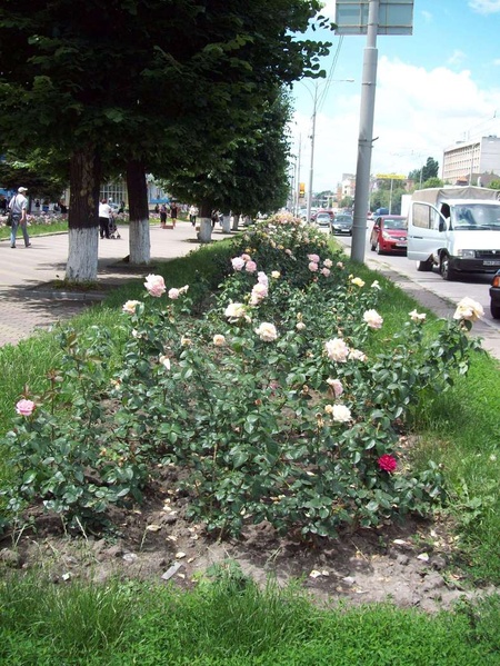 Вінниця починається з проспекту троянд